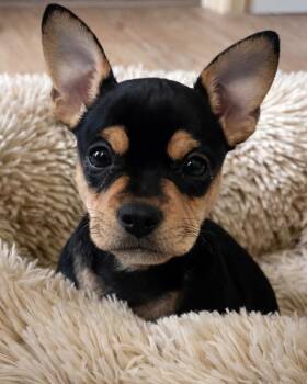 French Bulldog and Chihuahua Dogs Available for Adoption - Angel | PetCurious