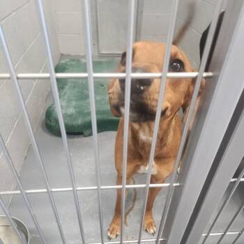 Missy -  Hound Dog for Adoption in Kingman, Arizona - Missy | PetCurious