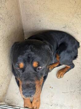 A480054 -  Rottweiler Dog for Adoption in Oklahoma City, Oklahoma - A480054 | PetCurious