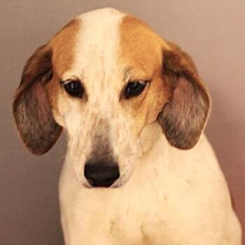 Hound Dogs Available for Adoption in Fredericksburg, Virginia - 26-00630 | PetCurious