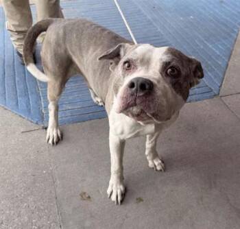 61354186 -  Pit Bull Terrier and Mixed Breed Dog for Adoption in El Paso, Texas - 61354186 | PetCurious