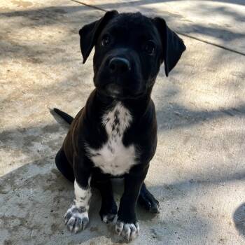 Bessie -  Black Labrador Retriever and Jack Russell Terrier Dog for Adoption - Bessie | PetCurious