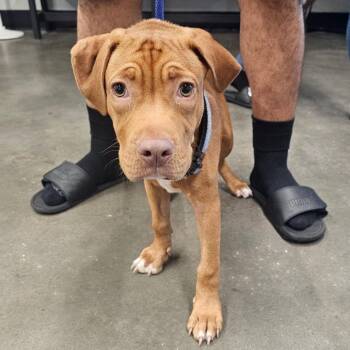 Vince -  Terrier Dog for Adoption in Tampa, Florida - Vince | PetCurious