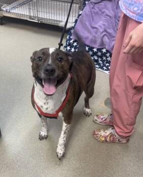 Odin -  American Staffordshire Terrier and Mixed Breed Dog for Adoption in Palm Coast, Florida - Odin | PetCurious