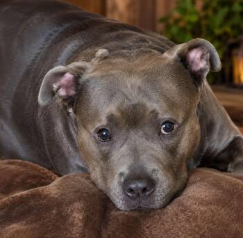 Anita *CL* -  American Bulldog and American Staffordshire Terrier Dog for Adoption in Kansas City, Missouri - Anita *CL* | PetCurious
