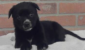 MONICA -  German Shepherd Dog and Mixed Breed Dog for Adoption in Houston, Texas - MONICA | PetCurious
