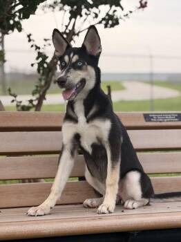 Natasha LP BR-T LOCAL Adoption Event in Burlington 8/22 -  Husky Dog for Adoption in Missouri City, Texas - Natasha LP BR-T LOCAL Adoption Event In Burlington 8/22 | PetCurious