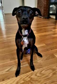 Rescue Miniature Pinscher and Chihuahua Dogs for Adoption in Hillsborough, North Carolina - Juni | PetCurious