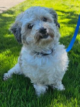 Ricci in Essex, Maryland -  Havanese Dog for Adoption in Livonia, Michigan - Ricci In Essex, Maryland | PetCurious