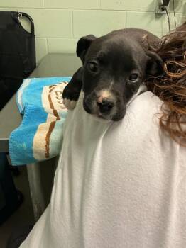 Mixed Breed Dogs Available for Adoption in Dyersburg, Tennessee - Hampton | PetCurious
