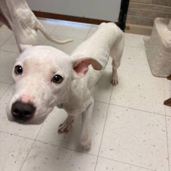 Gimmi -  Mixed Breed Dog for Adoption in Davenport, Iowa - Gimmi | PetCurious