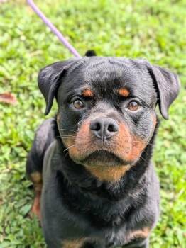 CHAZ -  Rottweiler Dog for Adoption in St. Peters, Missouri - CHAZ | PetCurious