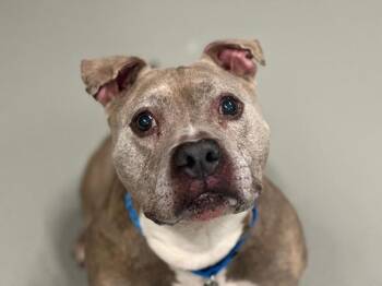 Bandit -  Mixed Breed Dog for Adoption - Bandit | PetCurious
