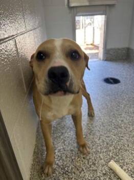 26-391 -  Labrador Retriever and Mixed Breed Dog Available for Adoption in Barnesville, Georgia - 26-391 | PetCurious