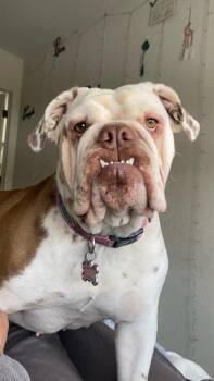 Bailey -  English Bulldog Dog for Adoption in Boone, Colorado - Bailey | PetCurious