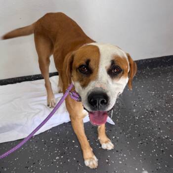 Rescue Mixed Breed Dogs for Adoption in Columbiana, Alabama - Agustus | PetCurious