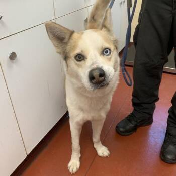 Siberian Husky Dogs Available for Adoption - Ceaser | PetCurious