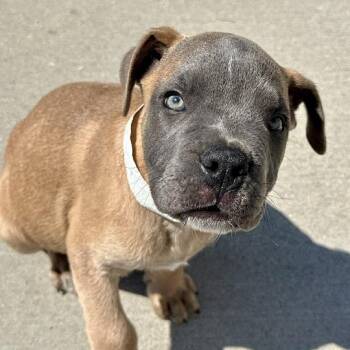 October -  Mixed Breed Dog for Adoption in Matteson, Illinois - October | PetCurious