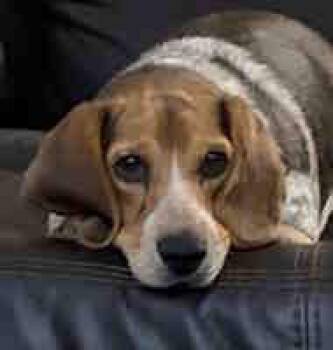 Daisy -  Beagle Dog for Adoption in Waterford, New Jersey - Daisy | PetCurious