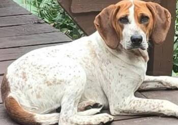 Delayne -  Hound Dog for Adoption in Mauston, Wisconsin - Delayne | PetCurious