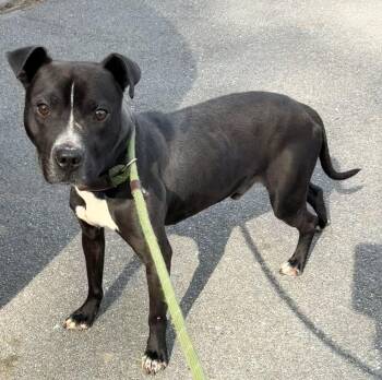 Terrier Dogs Available for Adoption - Beso | PetCurious