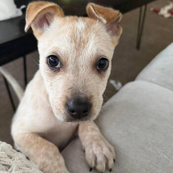 Cattle Dog Dogs Available for Adoption - Zander | PetCurious