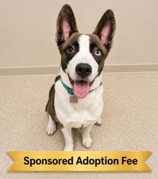 Jet -  Mixed Breed Dog for Adoption in Hamilton, Ohio - Jet | PetCurious