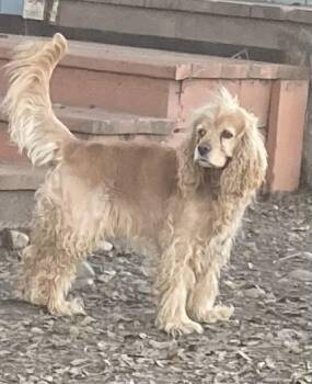 Cocker Spaniel Dogs Available for Adoption - Kobe (2026) | PetCurious