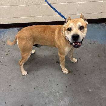 Mixed Breed Dogs Available for Adoption in Memphis, Tennessee - Wilson | PetCurious