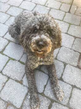 Joey -  Portuguese Water Dog Dog for Adoption in Vashon, Washington - Joey | PetCurious