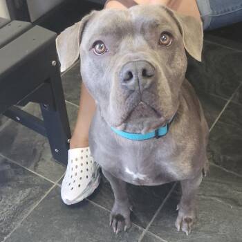 Rico -  Terrier Dog for Adoption in Clearwater, Florida - Rico | PetCurious