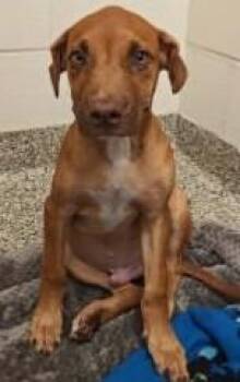 Jackson -  Doberman Pinscher and Mixed Breed Dog for Adoption in Kansas City, Missouri - Jackson | PetCurious