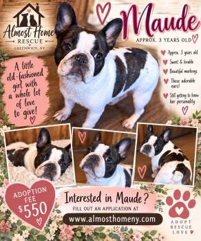 Maude -  French Bulldog Dog for Adoption in Greenwich, New York - Maude | PetCurious