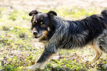 Rescue Australian Shepherd Dogs for Adoption in Newburgh, Indiana - Heath | PetCurious