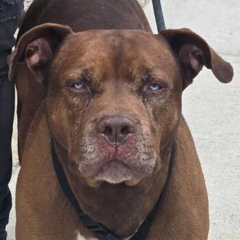 Mixed Breed Dogs Available for Adoption in Philadelphia, Pennsylvania - Hank | PetCurious