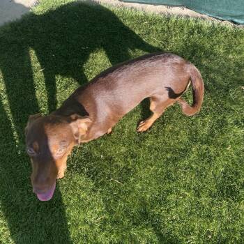Poppy -  Dachshund and Chihuahua Dog for Adoption in Escondido, California - Poppy | PetCurious