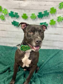 Rocket -  Mixed Breed Dog for Adoption in Cincinnati, Ohio - Rocket | PetCurious