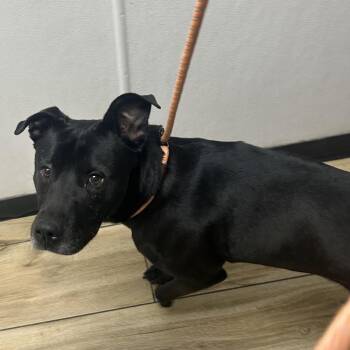 Mary Jane -  Pit Bull Terrier Dog for Adoption in Newark, New Jersey - Mary Jane | PetCurious