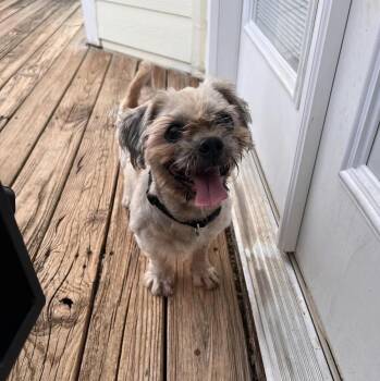 Sebastian -  Shih Tzu Dog for Adoption in Milton, Georgia - Sebastian | PetCurious