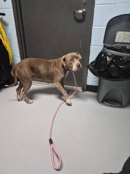 Ic-9 Betsy Woof -  Pit Bull Terrier Dog for Adoption in Lawrenceville, Georgia - Ic-9 Betsy Woof | PetCurious