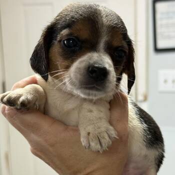 Krispy Kreme -  Mixed Breed Dog for Adoption in Columbia, South Carolina - Krispy Kreme | PetCurious