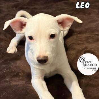 Leo -  Labrador Retriever and Mixed Breed Dog for Adoption in Washington, Pennsylvania - Leo | PetCurious