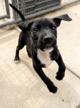 Patterdale Terrier Fell Terrier and Pit Bull Terrier Dogs Available for Adoption in Severance, Colorado - Gatsby | PetCurious