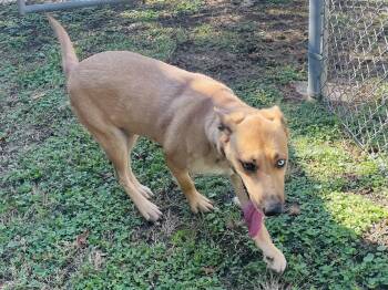 Rescue Husky Dogs for Adoption in Seabrook, Texas - Jewel | PetCurious