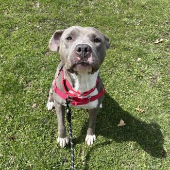 Pit Bull Terrier Dogs Available for Adoption in Oak Brook, Illinois - Jelly Bean | PetCurious