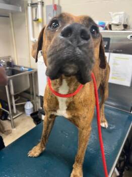 Rocky -  Boxer Dog for Adoption in Mobile, Alabama - Rocky | PetCurious
