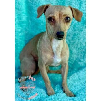 Rescue Chiweenie Dogs for Adoption in Inglewood, California - Ginger | PetCurious