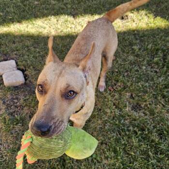 Ginny -  Shepherd and Retriever Dog for Adoption in Plainfield, Illinois - Ginny | PetCurious