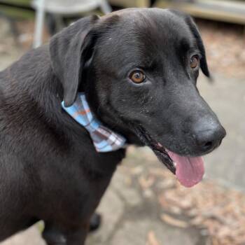 Black Labrador Retriever Dogs Available for Adoption - Dawson | PetCurious