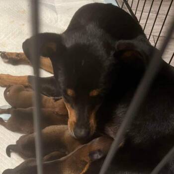 Cher OS/Mini PDR -  Miniature Pinscher and Mixed Breed Dog for Adoption in Las Vegas, Nevada - Cher OS/Mini PDR | PetCurious